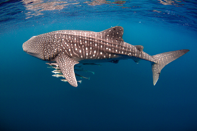 Nadar con tiburón ballena, deportes acuáticos en Los Cabos. 