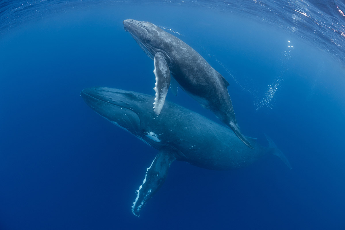 Nada con ballenas al Viajar a los cabos