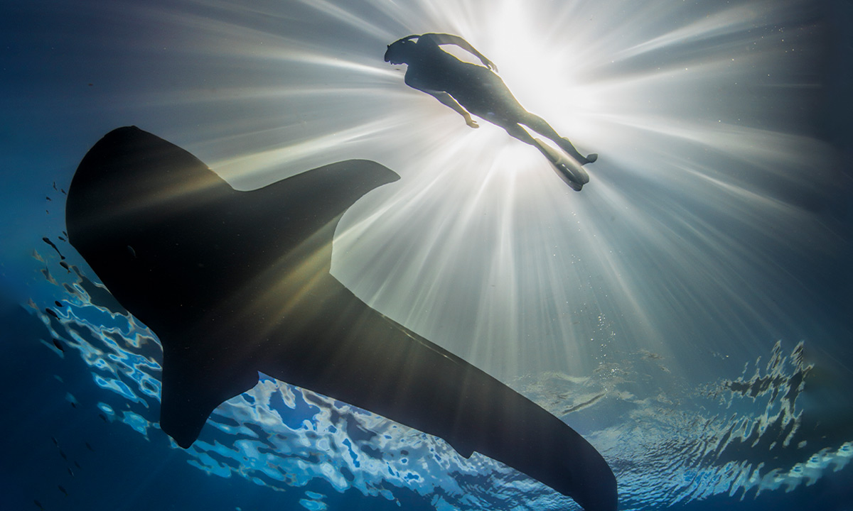 Persona nadando con un tiburón ballena